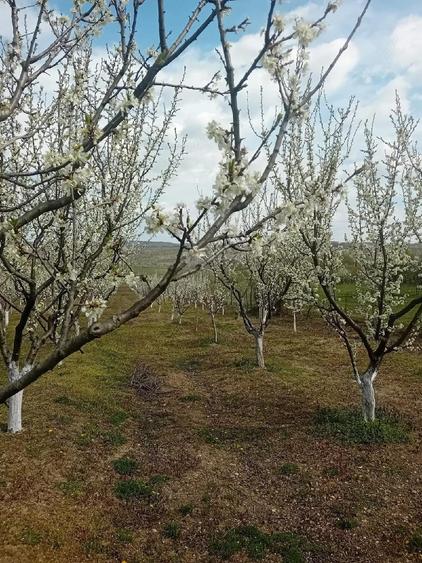 Teren de 7500 mp, în Grui