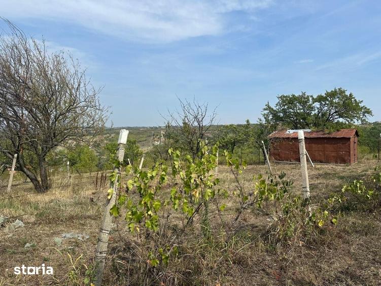 Teren de 1665 mp, în Podgoria