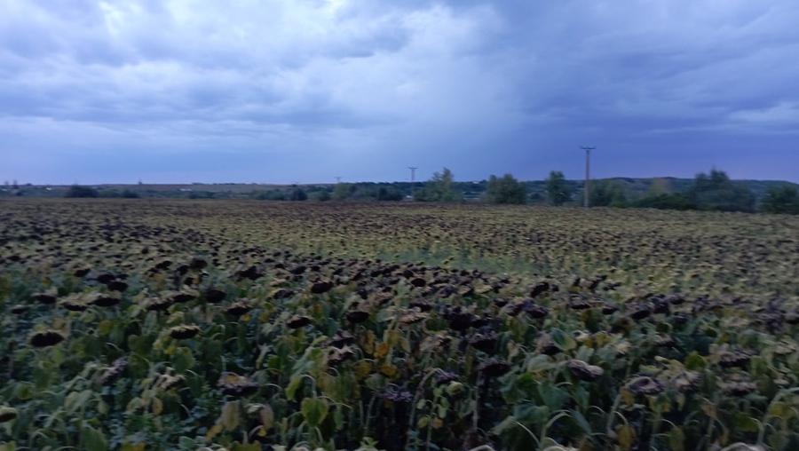 Teren agricol extravilan de 4500 mp, în Holboca
