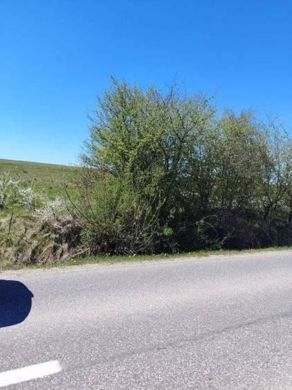 Teren de 8200 mp, în Ciurila