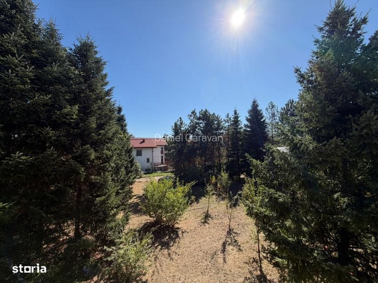 Oaza de intimitate: Teren 1.300 mp cu Parc Privat de Brazi Maturi 15mh