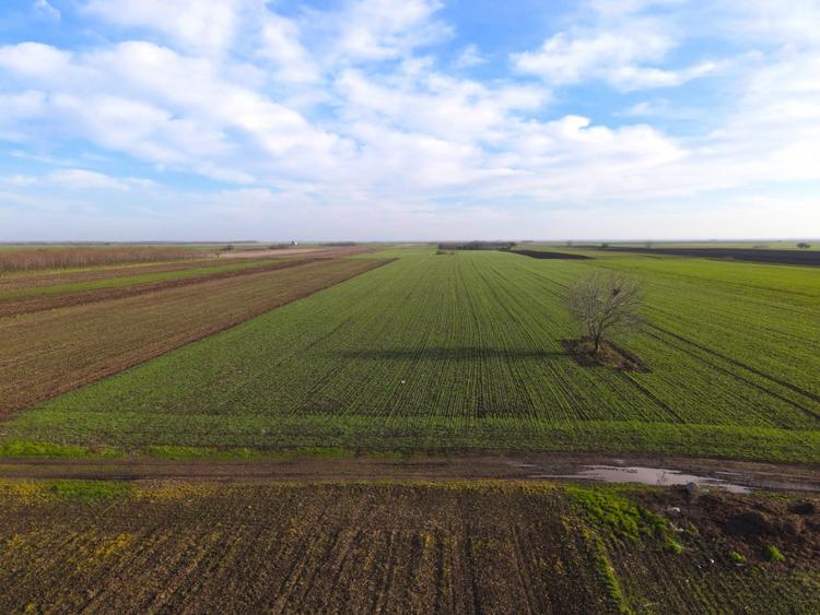 Teren agricol extravilan de 12442 mp, în Berceni