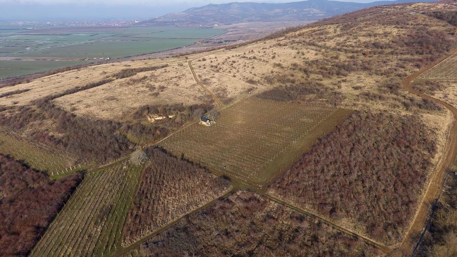 Teren agricol extravilan de 6800 mp, în Covăsinț