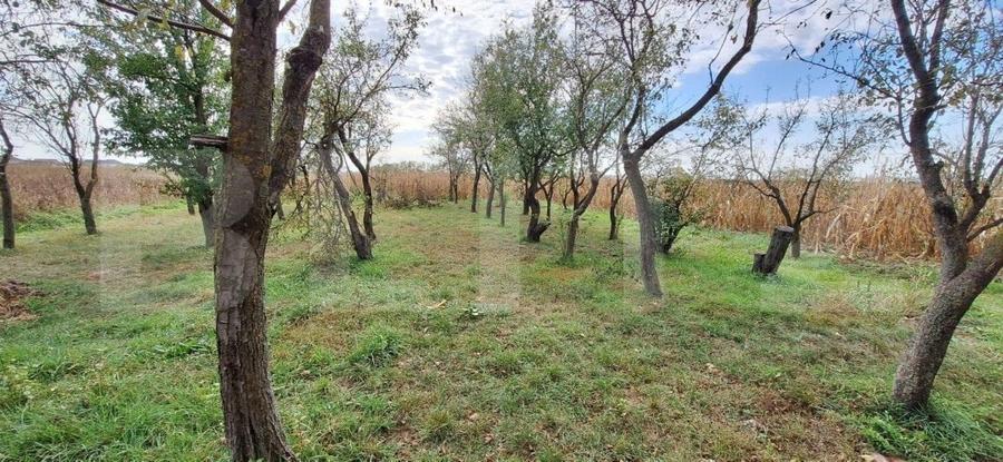 Casă individuală cu 3 camere cu Teren 4200 Mp în Mădăras