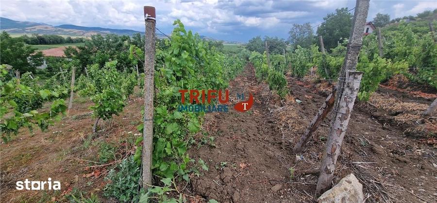 Teren de 1400 mp, în Ighiu