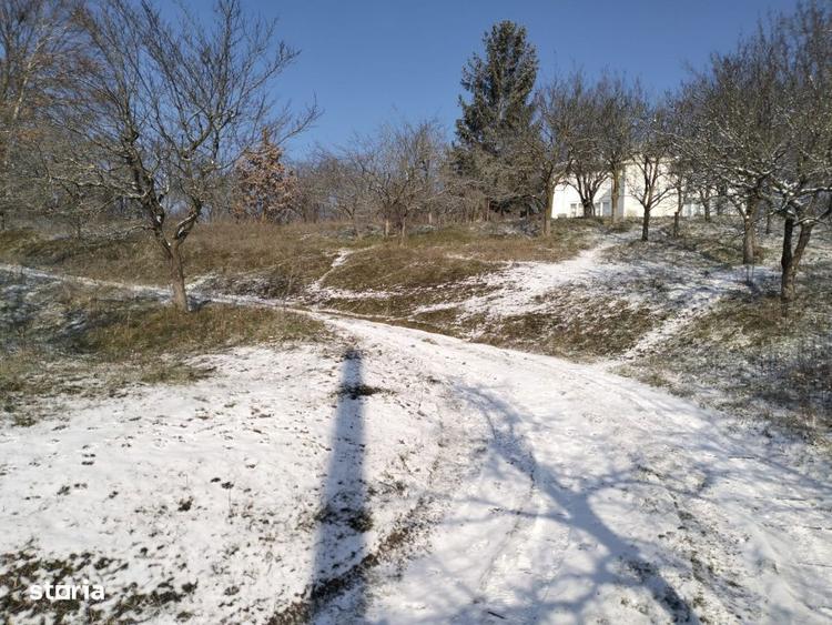 Teren de 5950 mp, în Scorțeni