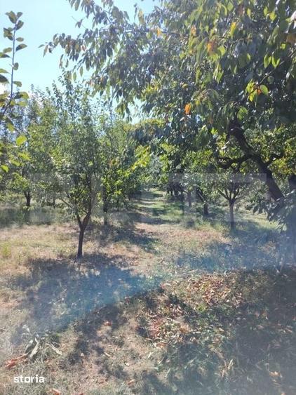Casă cu 3 camere cu Teren 3900 Mp în Florești