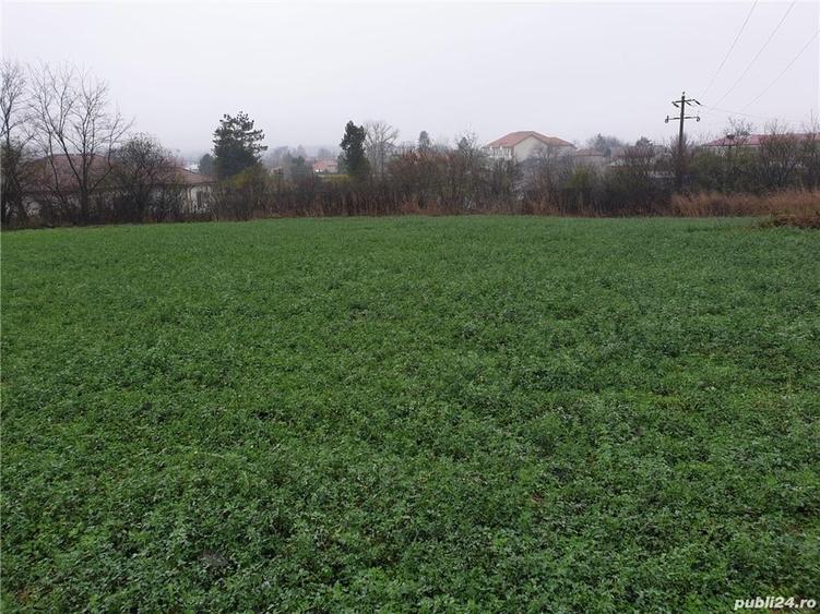 Teren de 6000 mp, în Comana