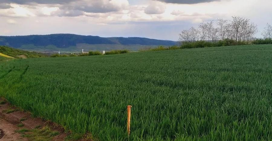 Teren agricol extravilan de 45000 mp, în Luna de Jos