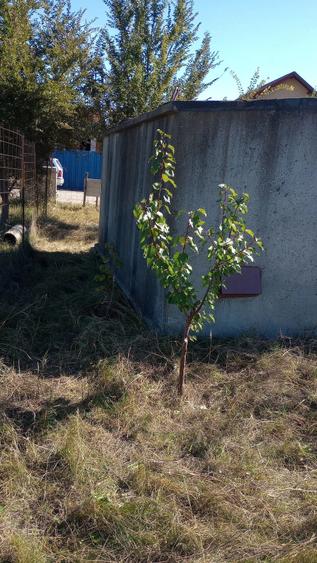 Teren de 460 mp, în Central
