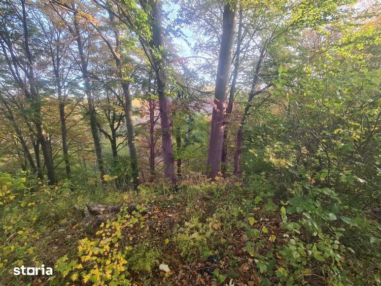 Teren de 3092 mp, în Scorțeni