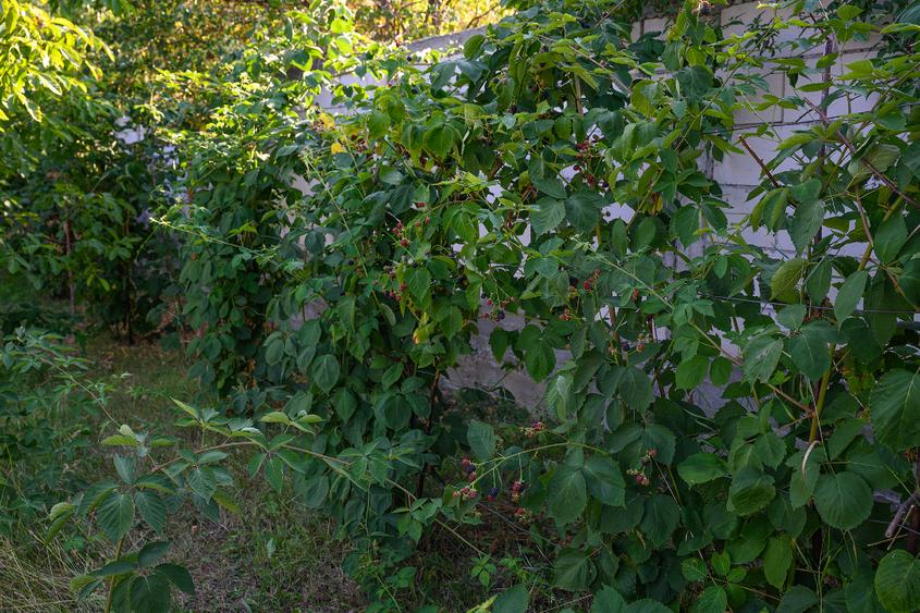 Teren intravilan de 3600 mp, în Dobreni