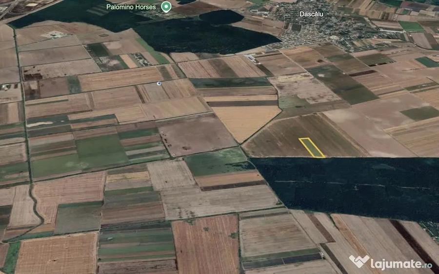 Teren mare Dascalu / Ilfov langa A0, deschidere la ... - 1