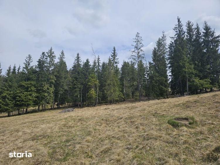 Teren de vanzare in Bucovina Fundu Moldovei - 8