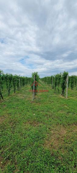 Teren extravilan in Baicoi 10.000mp plantatie mure --80.000e - 8