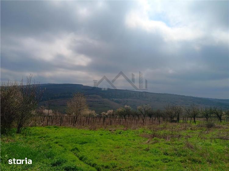 Teren de 46000 mp, în Aroneanu