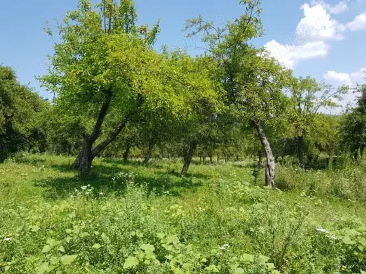 Teren de 5000 mp, în Mușcel