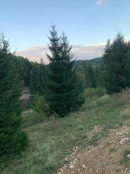 Teren agricol extravilan de 5000 mp, în Glod