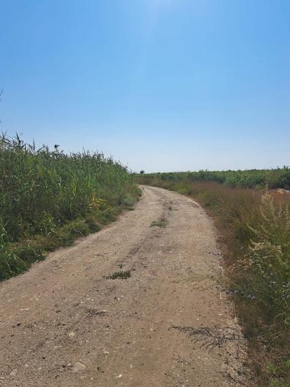 Teren agricol extravilan de 24298 mp, în Șagului