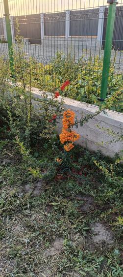 Teren de 1000 mp, în Sânpetru