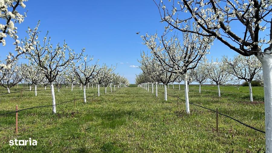 Teren de 3500 mp, în Iosefin