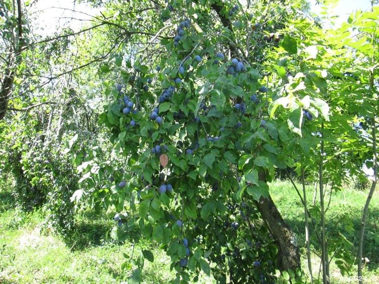 Teren de 4000 mp, în Drăgăneasa