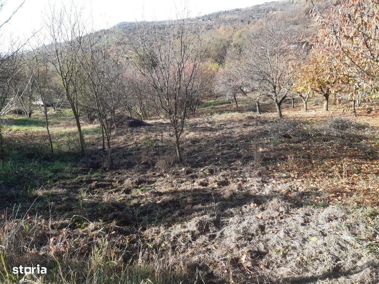 Spațiu comercial, în Podgoria