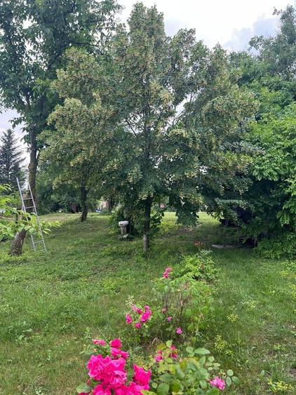 Teren Construcții intravilan de 8000 mp, în Ghermănești