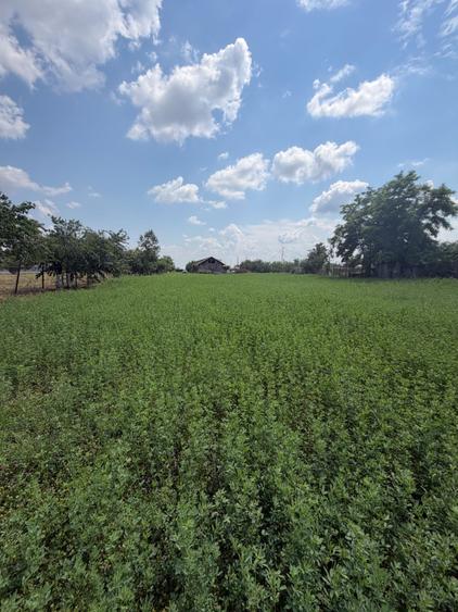 Teren de 3899 mp, în Filipeștii de Pădure