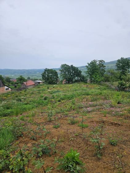Teren Construcții de 3066 mp, în Pianu de Sus