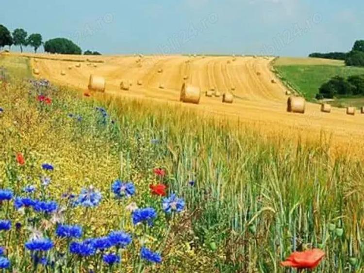 Teren de 10000 mp, în Vama