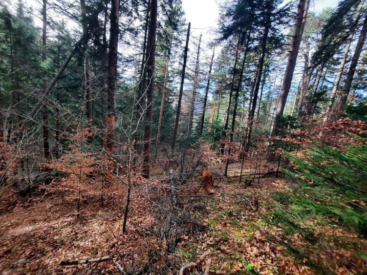 Teren agricol extravilan de 2500 mp, în Vădurele (Alexandru cel Bun)