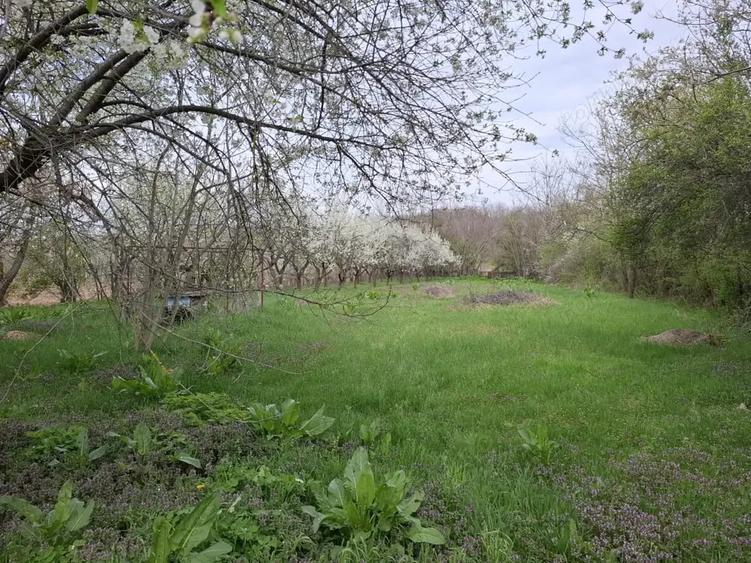 Casă cu 4 camere cu Teren 3850 Mp în Olanu