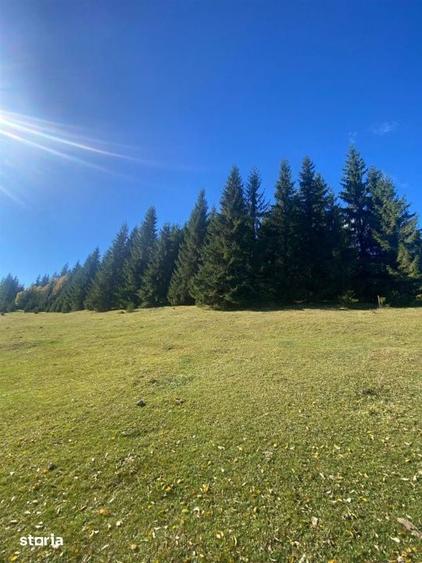 Teren extravilan la Poiana Horea - Belis - 16.000 mp - 2