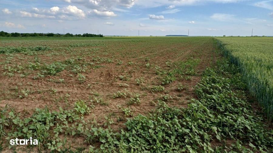 Teren intravilan de vanzare | Peris | 10.000 mp | Investitie sigura - 5