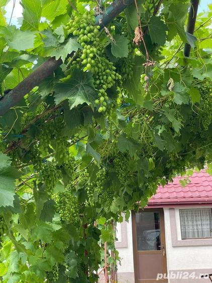 Casă cu 5 camere cu Teren 1784 Mp în Merei