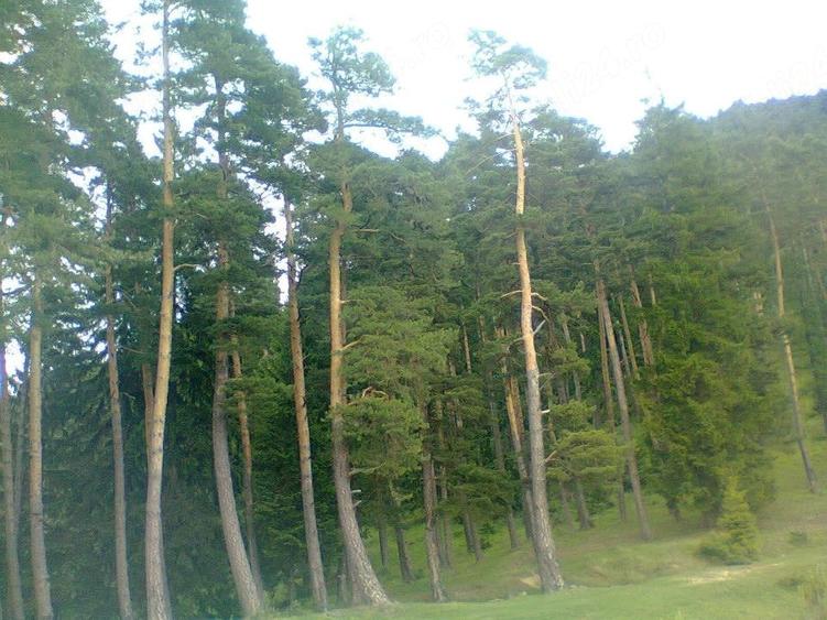 Teren de 2000 mp, în Central