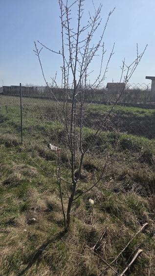 Teren de 1500 mp, în Uliuc
