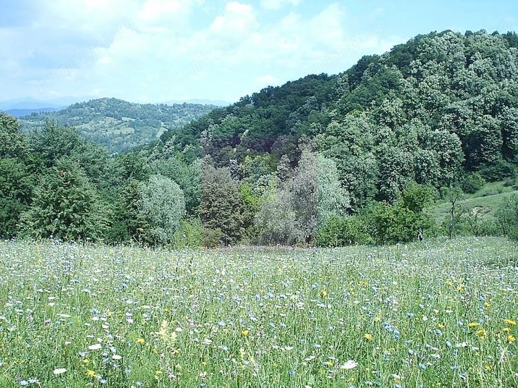 Teren de 3092 mp, în Telega