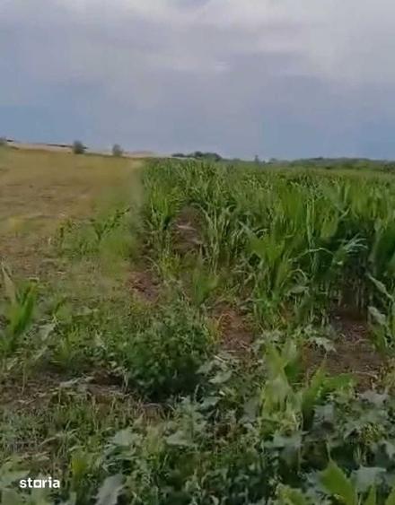 Teren de 60532 mp, în Giulvăz