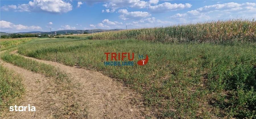 Teren intravilan construibil de 5.900 mp, zona industriala, ?oseaua de - 4