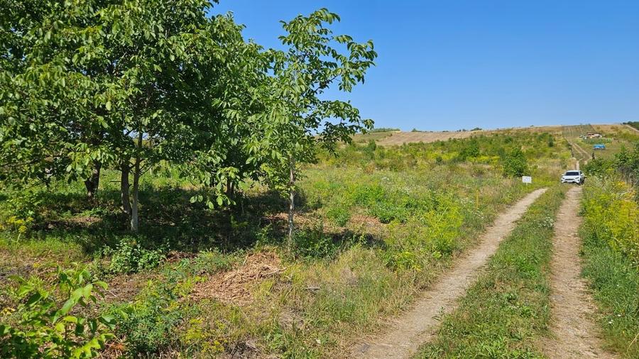 Teren Construcții intravilan de 1801 mp, în Borhanci
