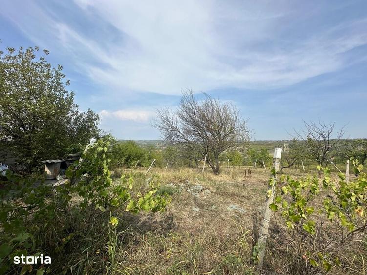 Teren de 1665 mp, în Podgoria
