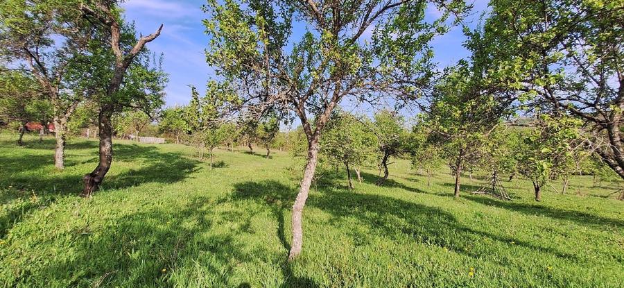 Teren agricol extravilan de 4445 mp, în Nucșoara