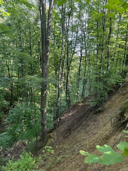 Vand teren cu padure in Vrancea comuna Racoasa. - 1