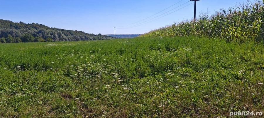Teren de 2000 mp, în Pătrăuți