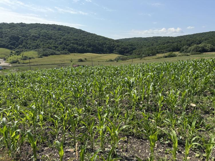 Teren Construcții intravilan de 5800 mp, în Dezmir