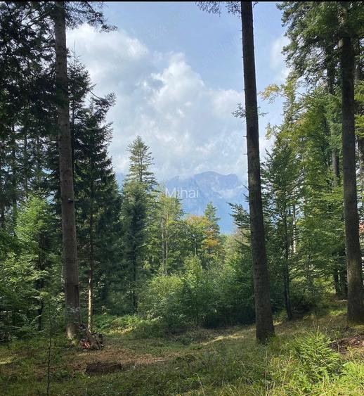 Teren de vanzare CUMPATU Sinaia