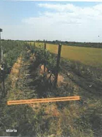Teren de 1200 mp, în Ulmeni