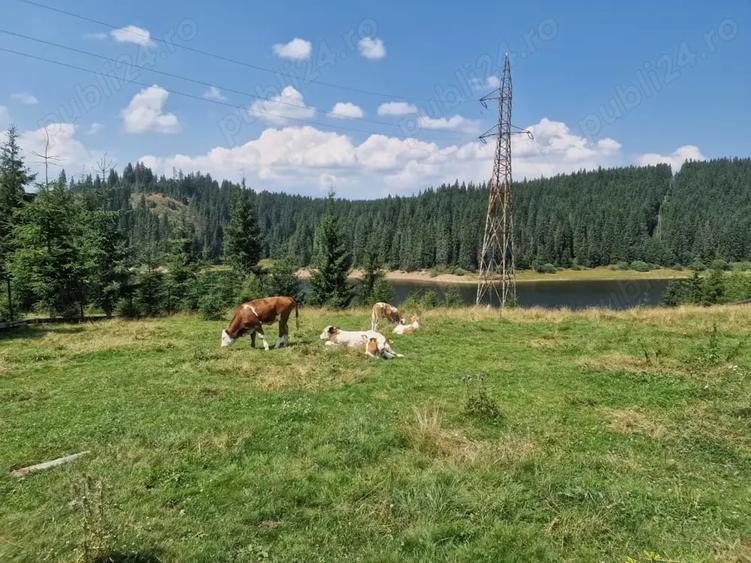 Teren de 7809 mp, în Giurcuța de Sus